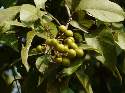 Sapindus trifoliatus (Soap-nut tree of South India) — photo