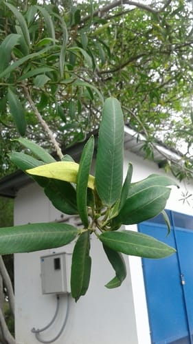 Sapium glandulosum (Brazil sapium) — photo