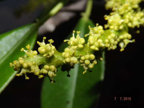 Sapium glandulosum