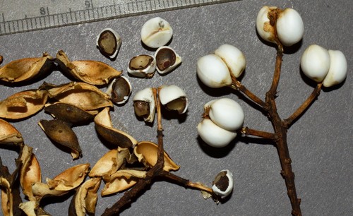 Sapium sebiferum (Chinese tallow tree) — photo
