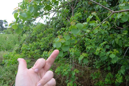 Sapium sebiferum