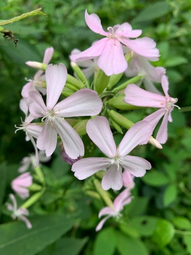 Saponaria officinalis (Bouncing bet) — photo