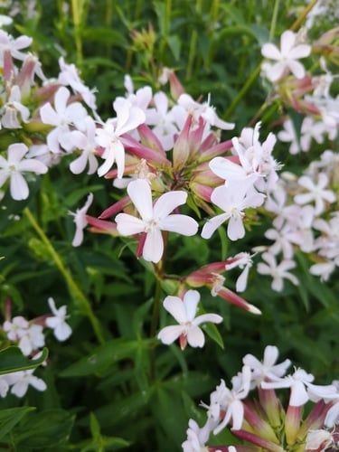 Saponaria officinalis (Bouncing bet) — photo