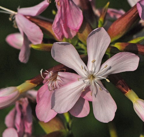 Saponaria officinalis