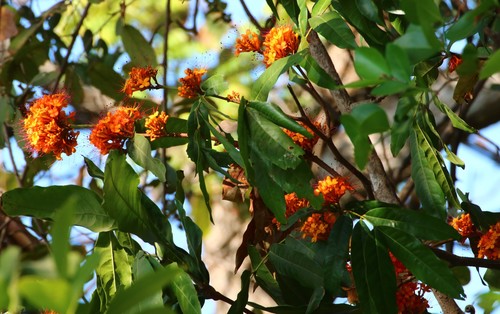 Saraca asoca (Sorrow-less tree) — photo