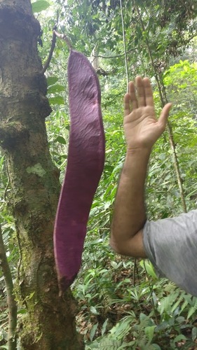Saraca asoca (Sorrow-less tree) — photo