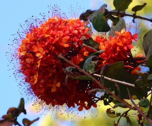 Saraca asoca