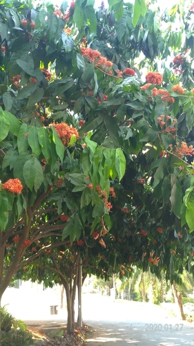 Saraca bijuga (Sok nam) — photo