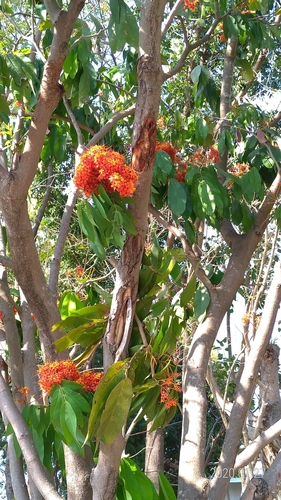 Saraca bijuga (Sok nam) — photo