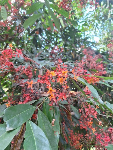 Saraca bijuga