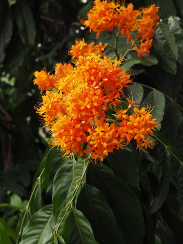 Saraca dives (Vang-anh) — photo