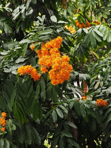 Saraca dives (Vang-anh) — photo