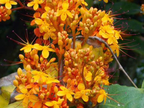 Saraca indica (Sorrowless Tree) — photo