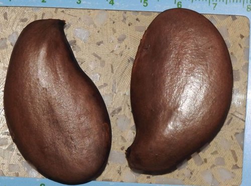 Saraca indica (Sorrowless Tree) — photo