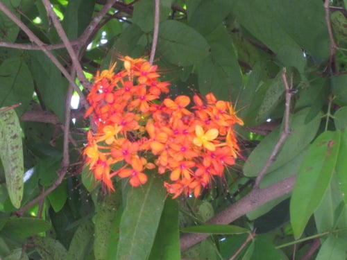 Saraca indica