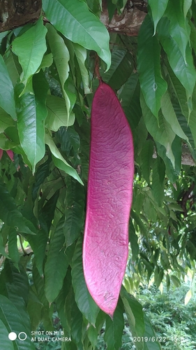 Saraca thaipingensis (Yellow saraca) — photo