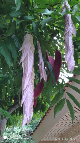 Saraca thaipingensis (Yellow saraca) — photo