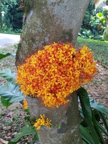 Saraca thaipingensis