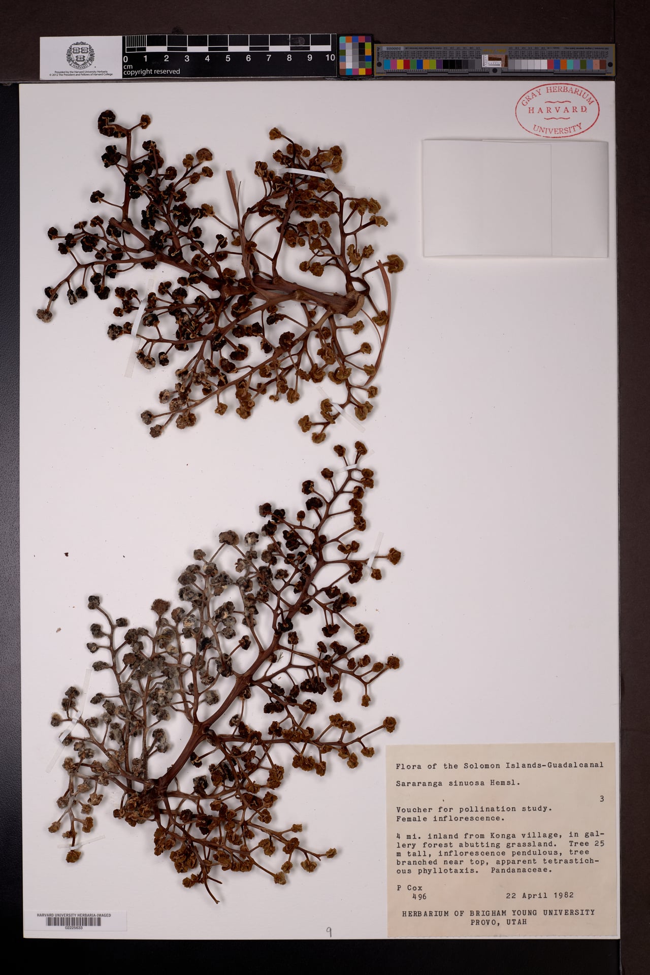 Sararanga sinuosa — photo