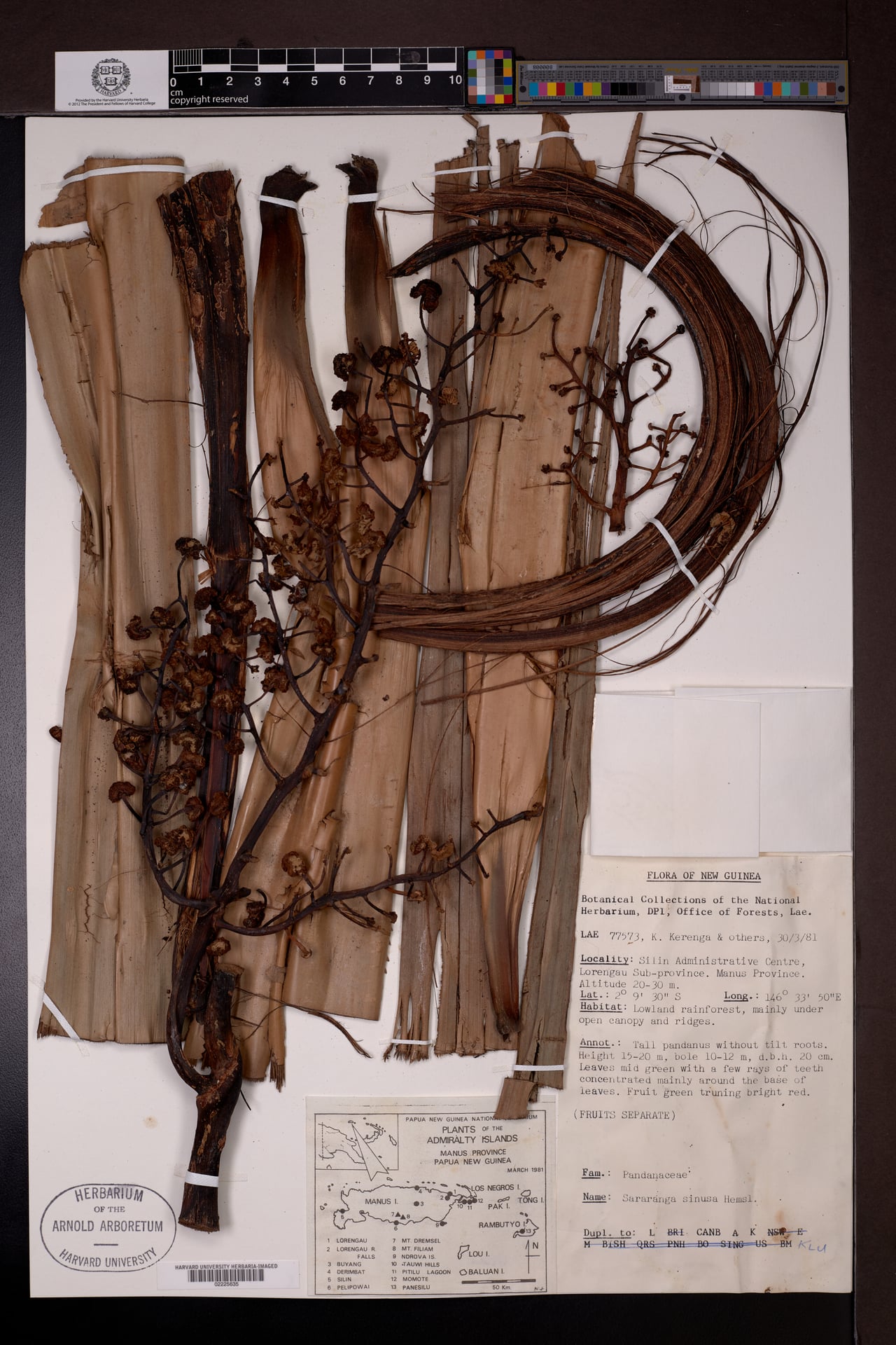 Sararanga sinuosa — photo