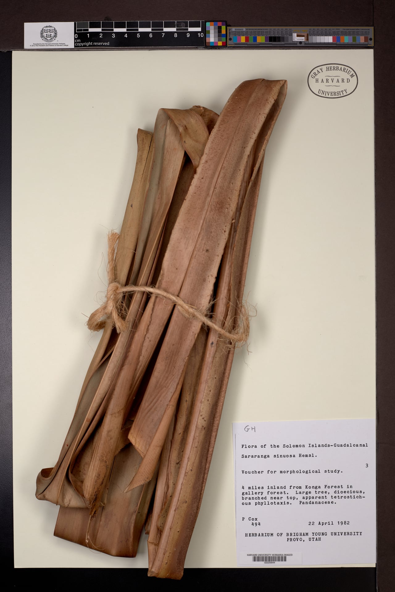 Sararanga sinuosa
