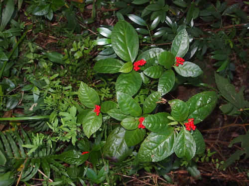 Sarcandra glabra (Tea scent) — photo
