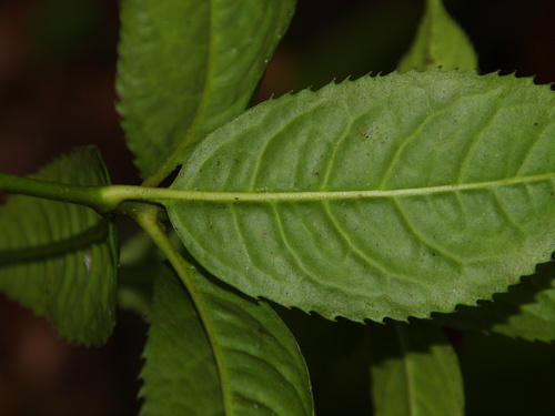 Sarcandra glabra (Tea scent) — photo