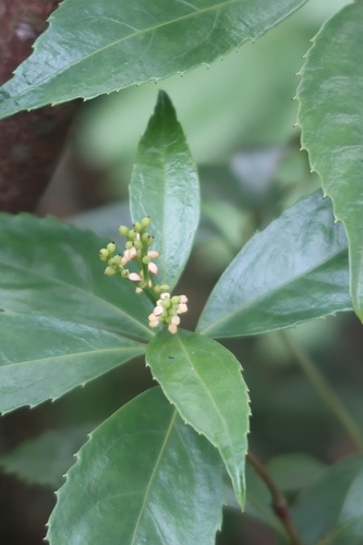 Sarcandra glabra
