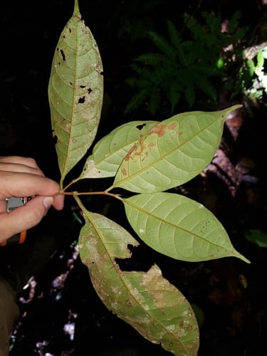 Sarcaulus brasiliensis (Cambuca) — photo