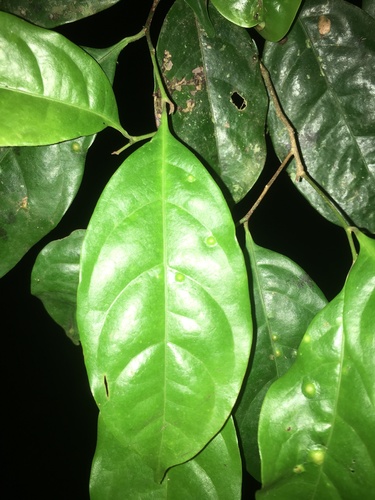 Sarcaulus brasiliensis