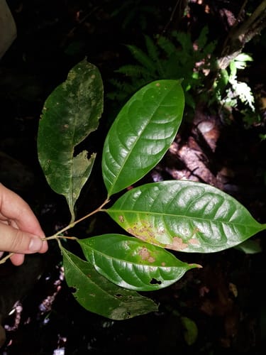 Sarcaulus brasiliensis (Cambuca) — photo