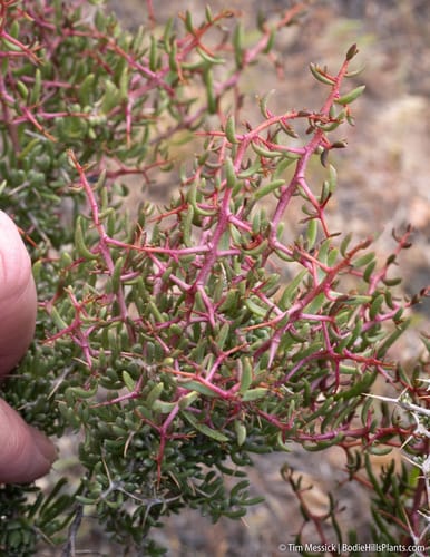 Sarcobatus vermiculatus (Greasewood) — photo