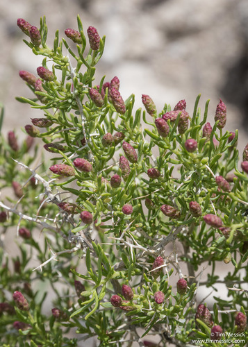 Sarcobataceae