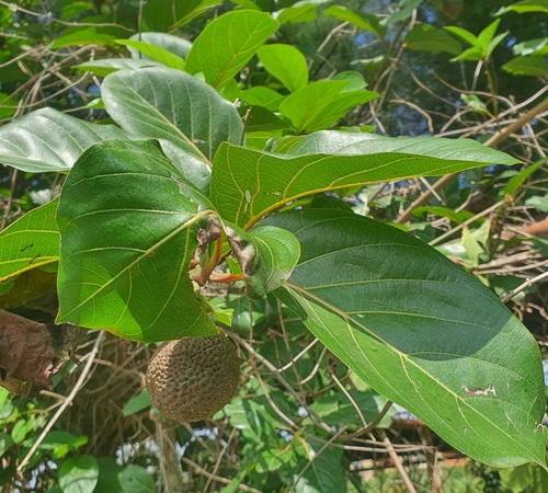 Sarcocephalus latifolius (African peach) — photo