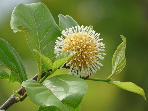 Sarcocephalus latifolius (African peach) — photo