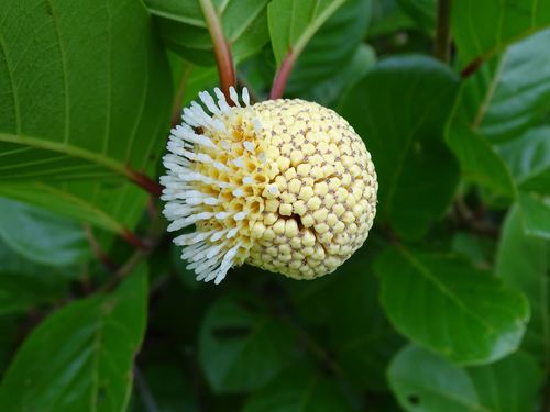 Sarcocephalus latifolius