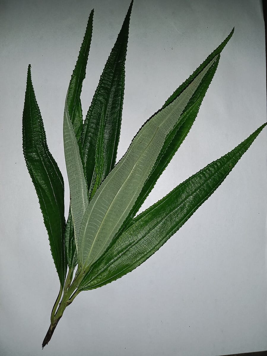Sarcochlamys pulcherrima (Dogal-tree) — photo