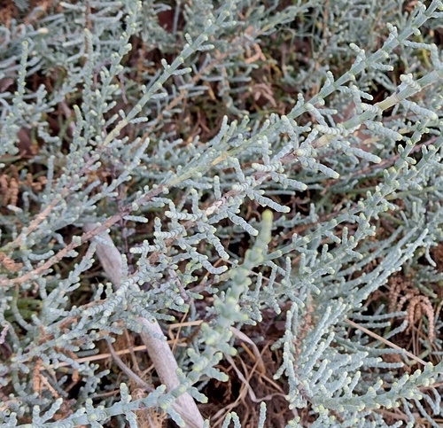 Sarcocornia fruticosa (Glasswort) — photo