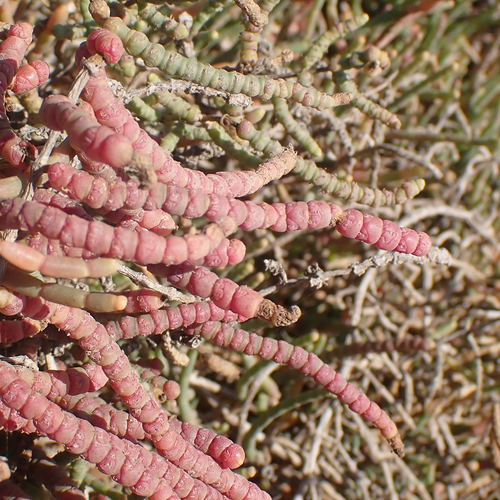 Sarcocornia fruticosa (Glasswort) — photo