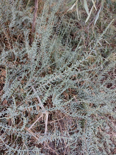 Sarcocornia fruticosa
