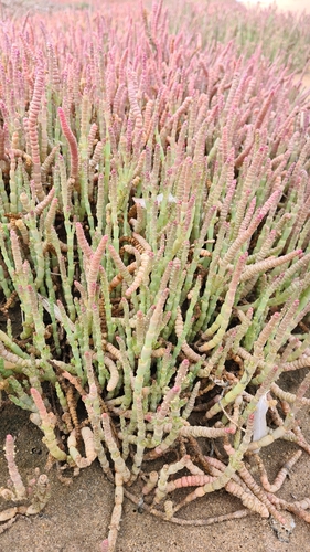 Sarcocornia natalensis — photo