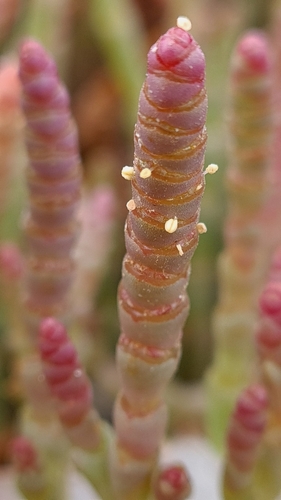 Sarcocornia natalensis