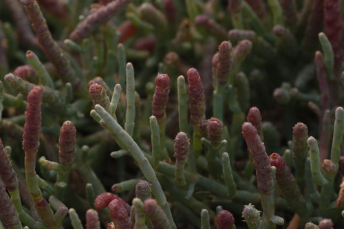 Sarcocornia pacifica (Pacific swampfire) — photo