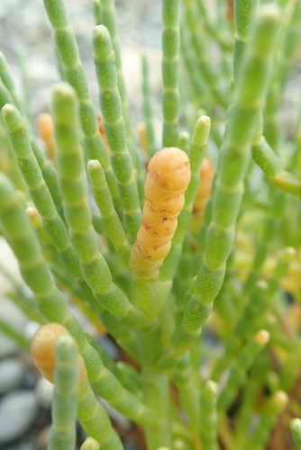 Sarcocornia pacifica (Pacific swampfire) — photo