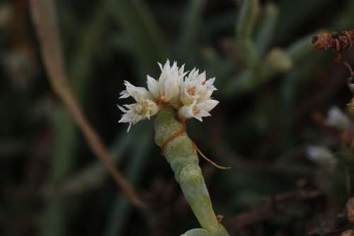 Sarcocornia pacifica