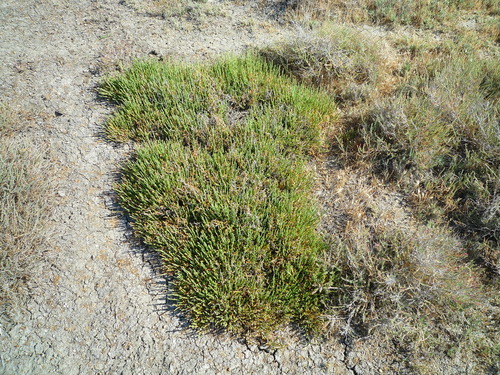 Sarcocornia perennis — photo