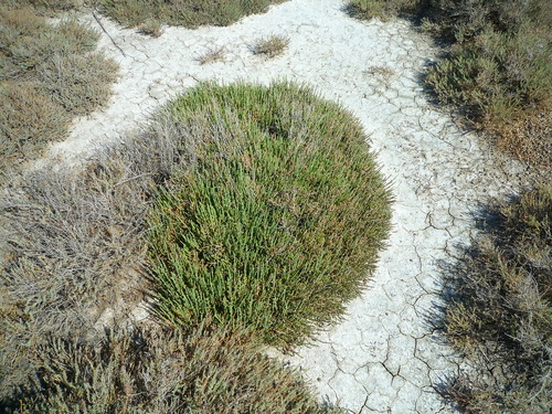Sarcocornia perennis — photo