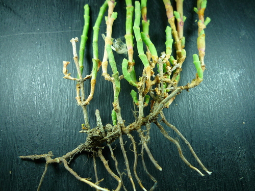 Sarcocornia perennis