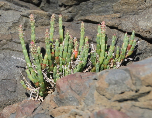 Sarcocornia quinqueflora (Samphire) — photo