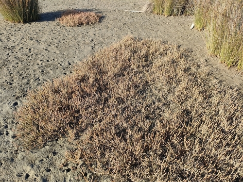 Sarcocornia quinqueflora (Samphire) — photo